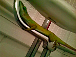 anole%20lizard%20under%20sink%20.jpg