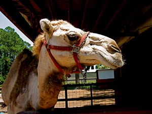camel%20head%20.jpg