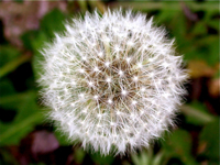 dandelion%20Frida%20Flair.jpg