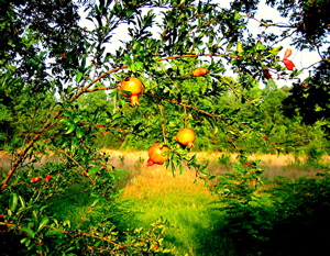 pomagranate%20tree%20.jpg