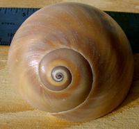 snail%20shell%20Frida%20Flair.jpg